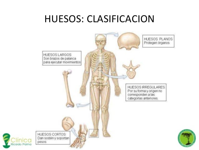 Anatomia Humana Basica Pdf